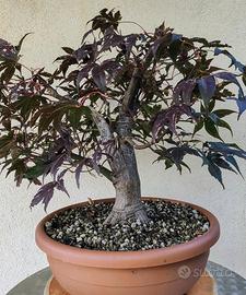 Pre bonsai acero rosso giapponese