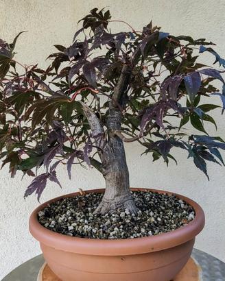 Pre bonsai acero rosso giapponese