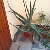 Pianta di Aloe e Clivia