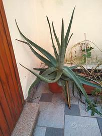 Pianta di Aloe e Clivia