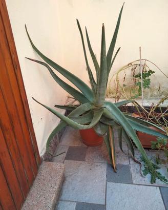 Pianta di Aloe e Clivia