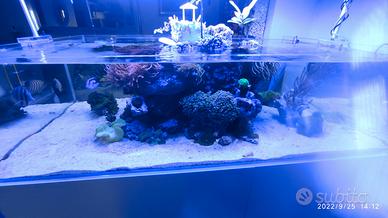acquario marino professionale 
