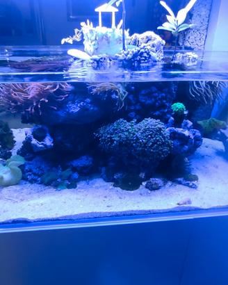 acquario marino professionale 