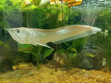 Arowana 60cm