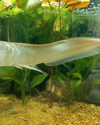 Arowana 60cm
