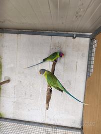 Parrocchetti testa di prugna