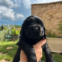 Cocker Spaniel nati il 2 Aprile