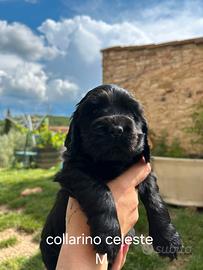 Cocker Spaniel nati il 2 Aprile