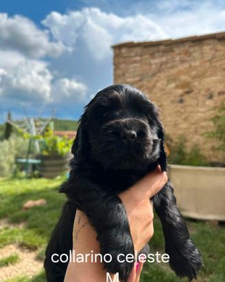 Cocker Spaniel nati il 2 Aprile