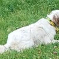 Setter inglese femmina