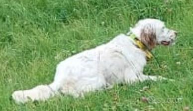Setter inglese femmina