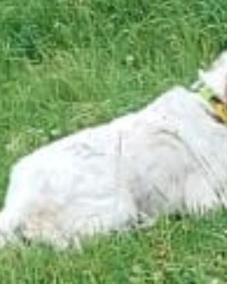 Setter inglese femmina