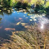 piante acquatiche