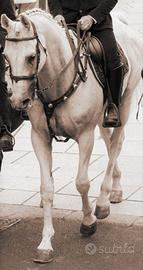 cavallo