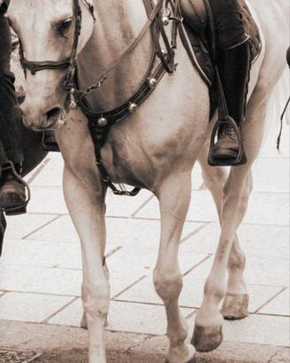 cavallo