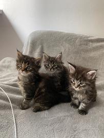 Cuccioli di Maine Coon 