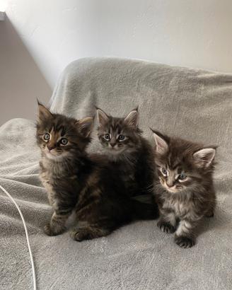 Cuccioli di Maine Coon 