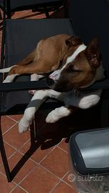 Ceedo bellissimoo cucciolone intero educato