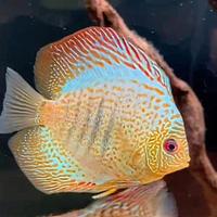 Discus 10-12 cm