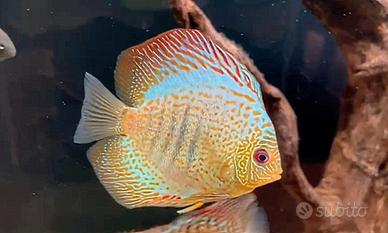 Discus 10-12 cm