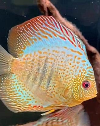 Discus 10-12 cm