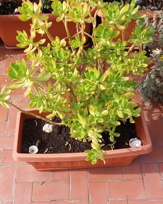 pianta sedum 