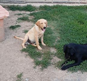 Labrador 6mesi