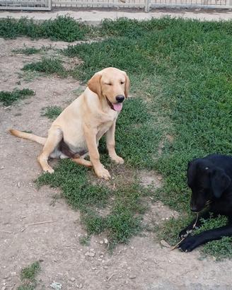Labrador 6mesi