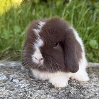 Conigli Minilop