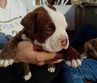 Pitbull cuccioli