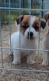 Puppy di Jack russell terrier maschietto
