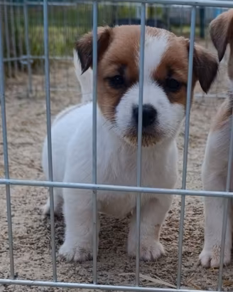Puppy di Jack russell terrier maschietto