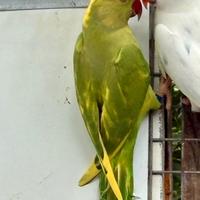 Parrocchetto dal collare