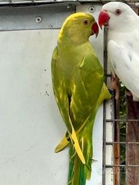 Parrocchetto dal collare