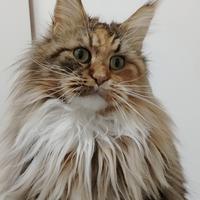 Maine coon