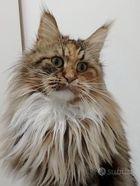 Maine coon