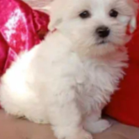 Cucciolo maltese mini