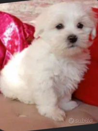 Cucciolo maltese mini