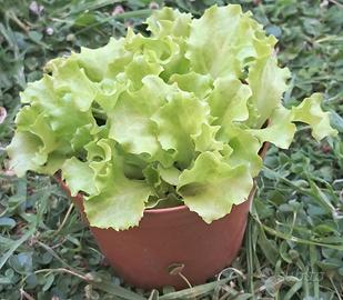 Piantine insalata 🌱 da 1,50€ 