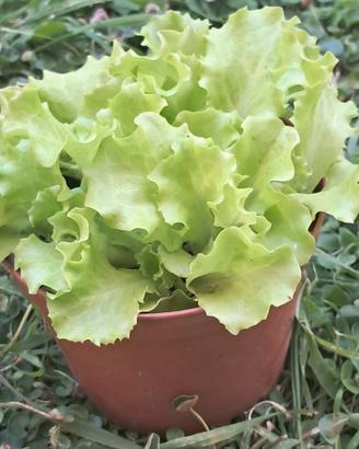 Piantine insalata 🌱 da 1,50€ 