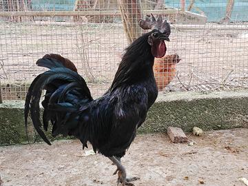 Galli Ayam Cemani