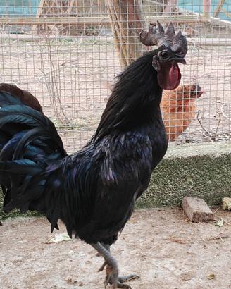 Galli Ayam Cemani