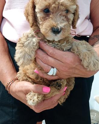 Barboncino albicocca