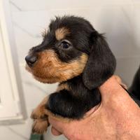 Bassotti a pelo duro