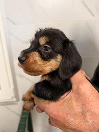 Bassotti a pelo duro