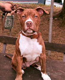 ? american pitbull terrier red nose ?