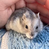 Criceti russi cuccioli