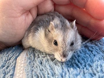 Criceti russi cuccioli