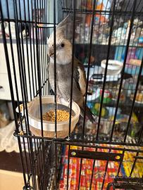 Calopsite faccia bianca