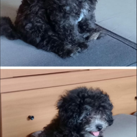 Barboncino toy grigio silver con pedigree enci